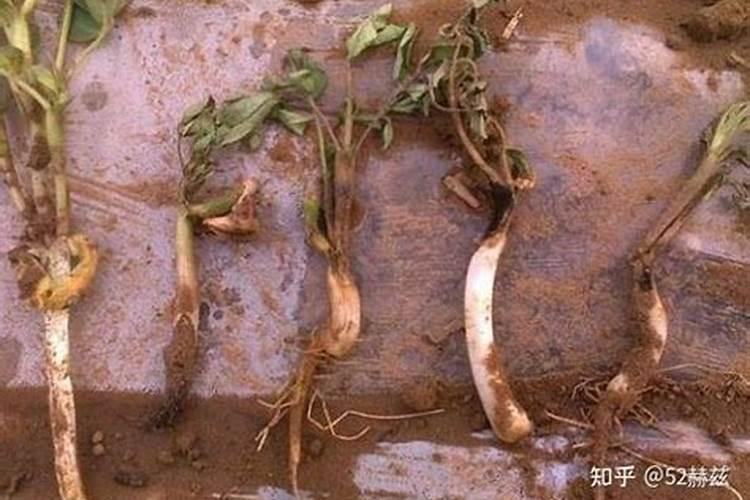 山药烂种死苗的困扰：原因解析与解决之道