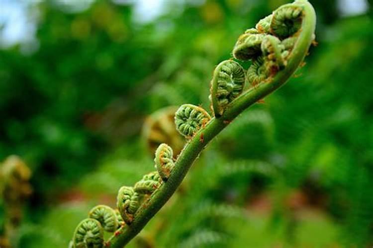 蕨菜的种植与管理：一门古老而现代的艺术