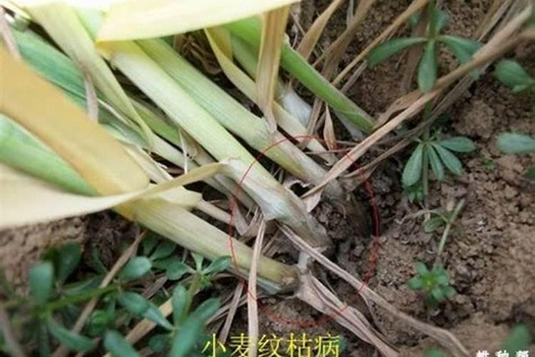 纹枯病用什么药治疗
