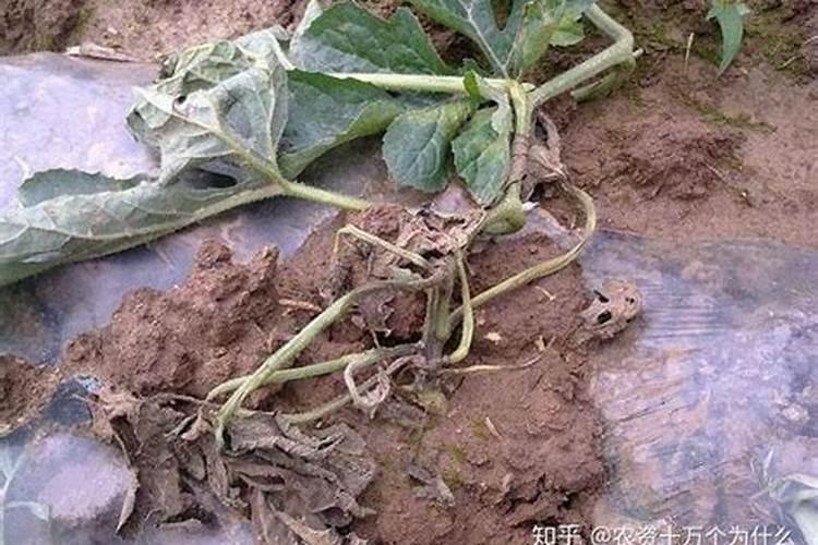 大棚西瓜茎秆异常分析原因