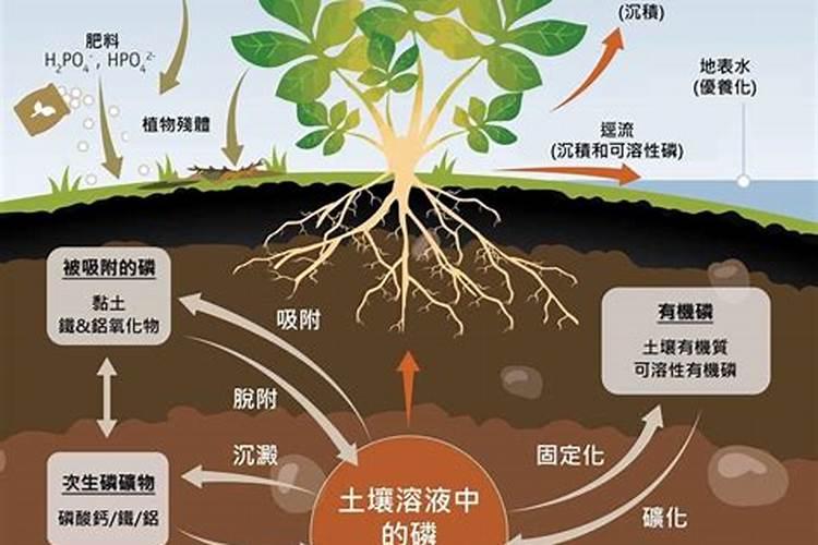 高磷土壤地适合什么种植