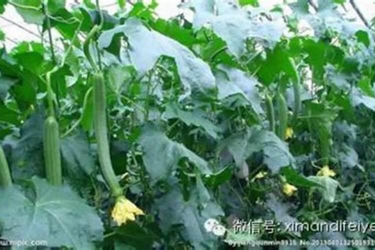 丝瓜绵腐病的防治策略：确保健康收成的关键步骤