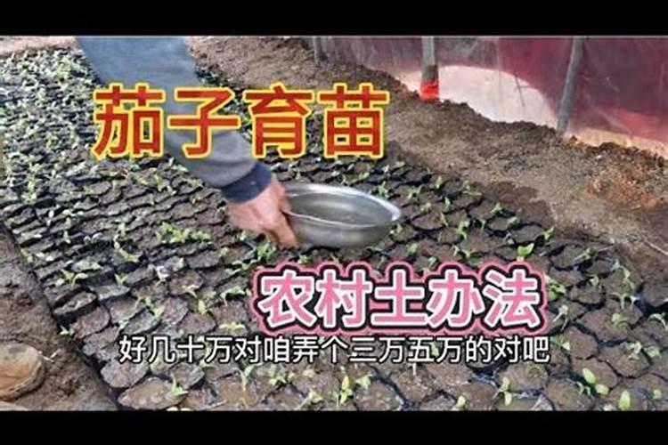 用花菜过龄秧移栽，恢复慢是什么原因？