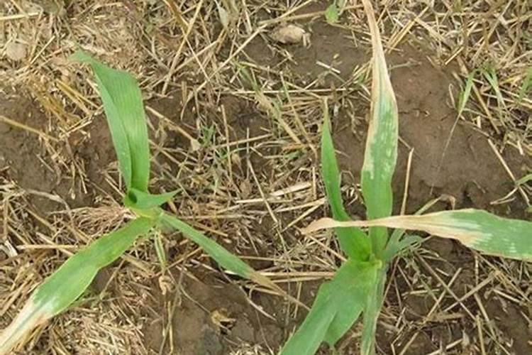 田间较量：解析玉米田除草剂药害之谜