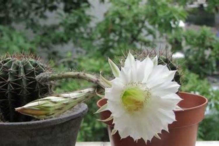 怎样促成仙人掌和仙人球开花？