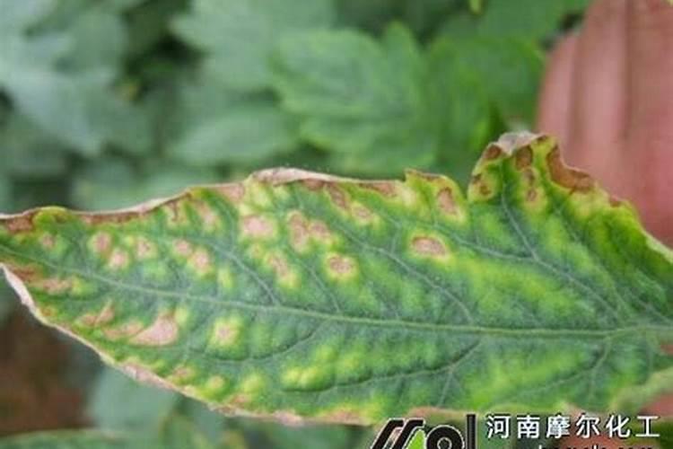 植物缺钾肥有哪些症状？