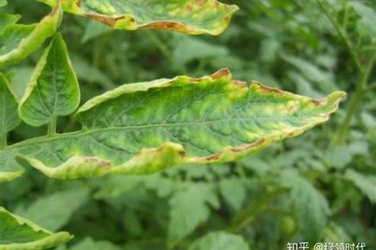 植物缺钾肥的表现？