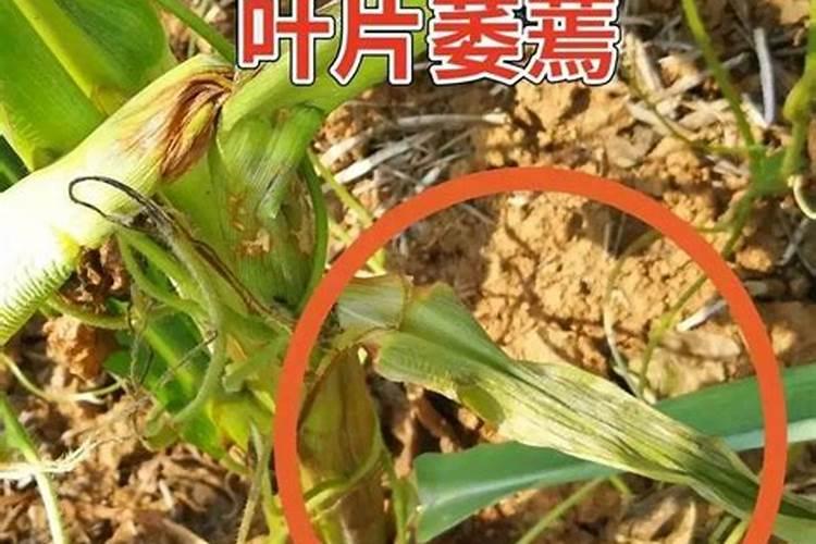 守护金黄宝藏：玉米茎腐病防治全攻略