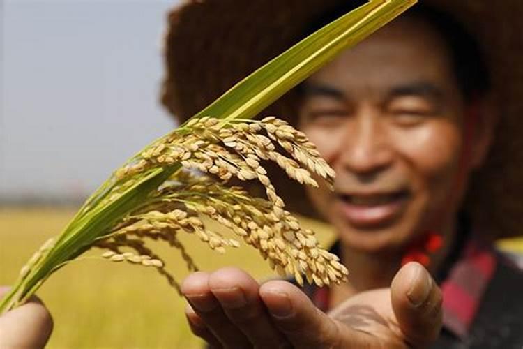 守护粮食的使者：有效防止米虫的策略