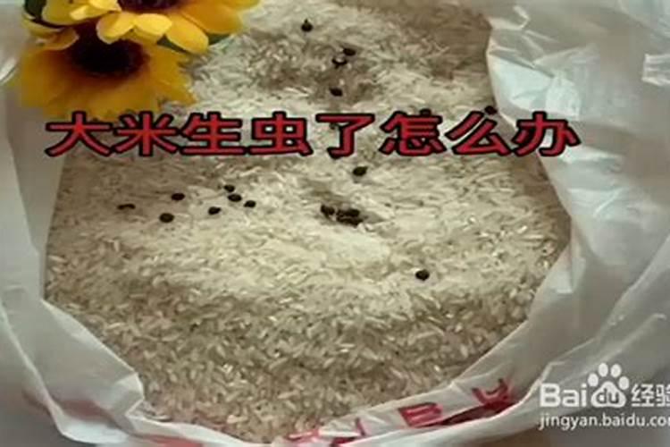 如何防止大米生虫？