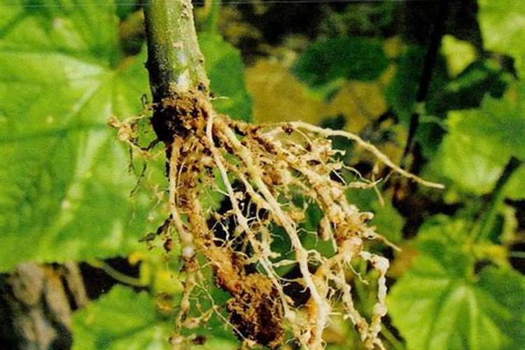 黄瓜根节线虫病的症状？