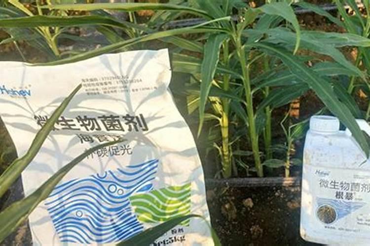孝义微生物菌剂怎么使用效果好？