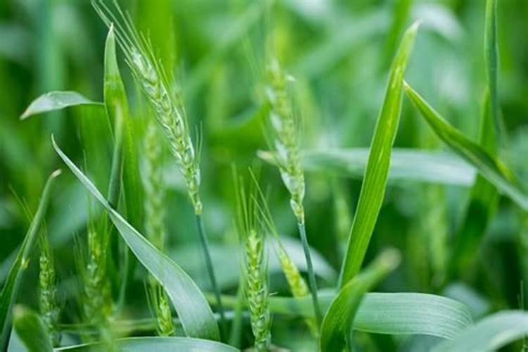 谷神麦19小麦品种简介:有哪些特性？适合哪些地区栽种？