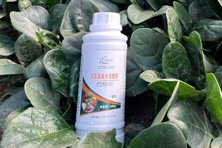 左旋氨基酸叶面肥的优点牡丹