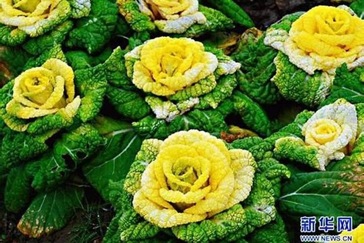 黄心玫瑰白菜是不是十字花科蔬菜？