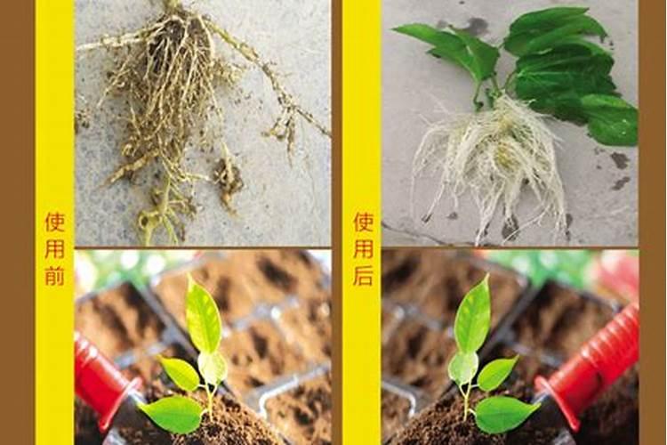 颗粒海藻肥怎么用效果最好？
