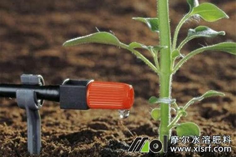 海藻水溶肥用法与用量的区别是？