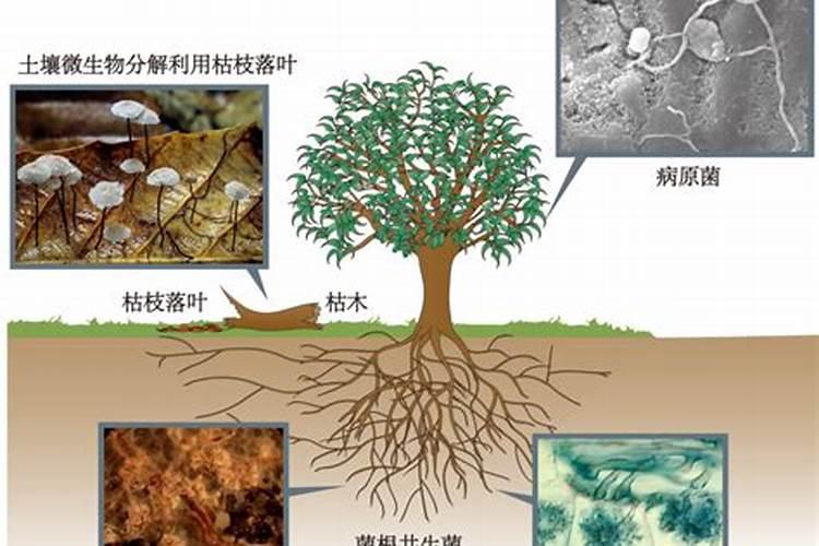 生物菌在土壤中繁殖条件