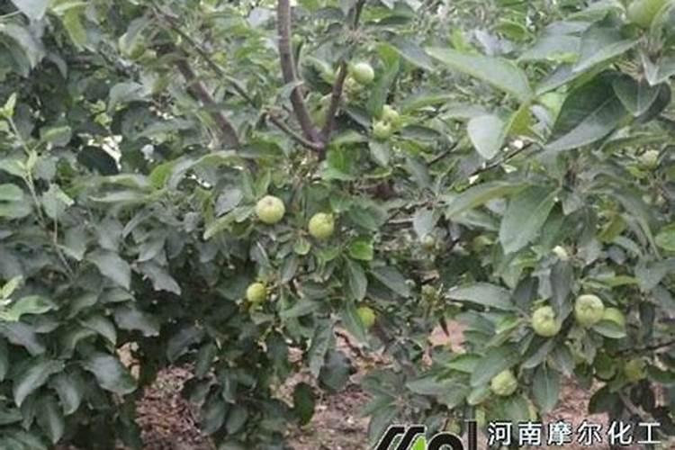 高钾型水溶肥在果树生长起什么作用