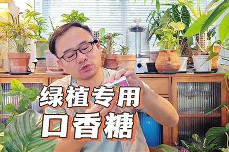 植物缓释肥的使用方法和用量文心兰？