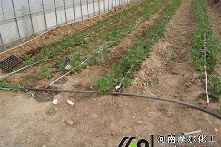 水溶肥一亩能滴灌多少斤？