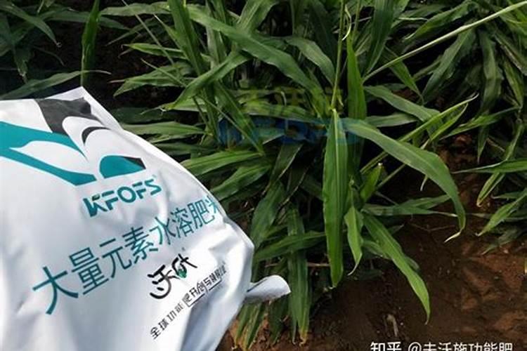 水溶肥料怎么使用水溶肥如何使用效果更好