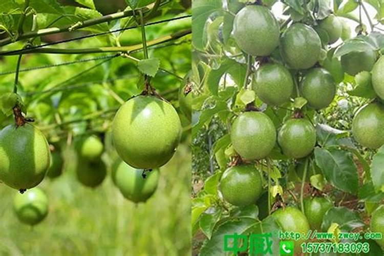 百香果用什么肥料？