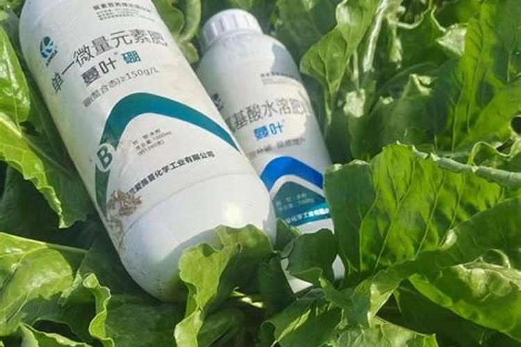 什么是氨基酸叶面肥小树苗？