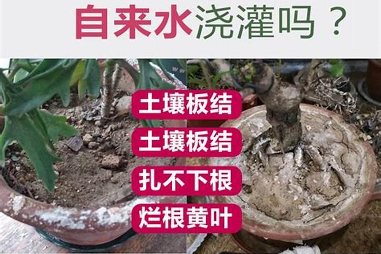 矿源黄腐酸钾可以浇喜酸花卉吗？