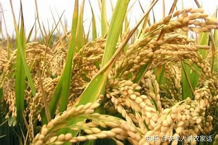 9月初重庆哪里的水稻能收割种子？