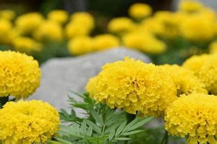 磷肥浇花一次用多少