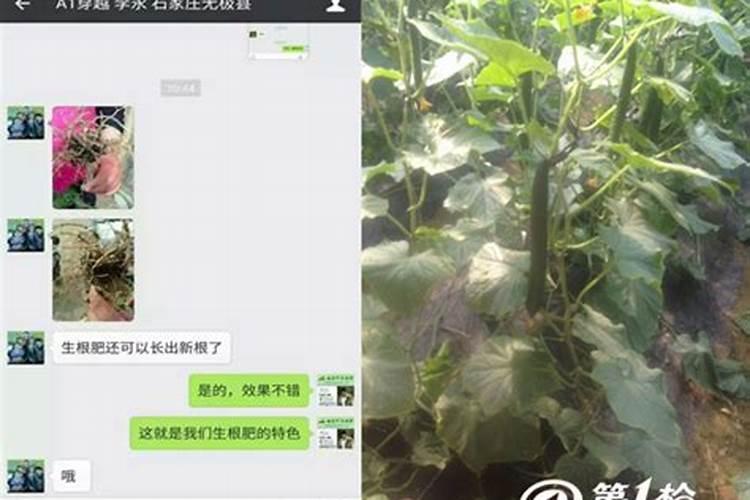 黄瓜化肥厂家直销进村合法吗龙井2025？