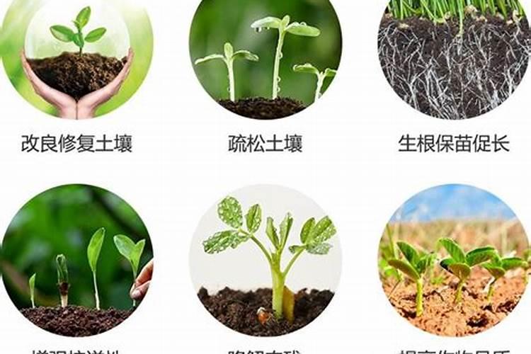生物肥料的作用是红枫
