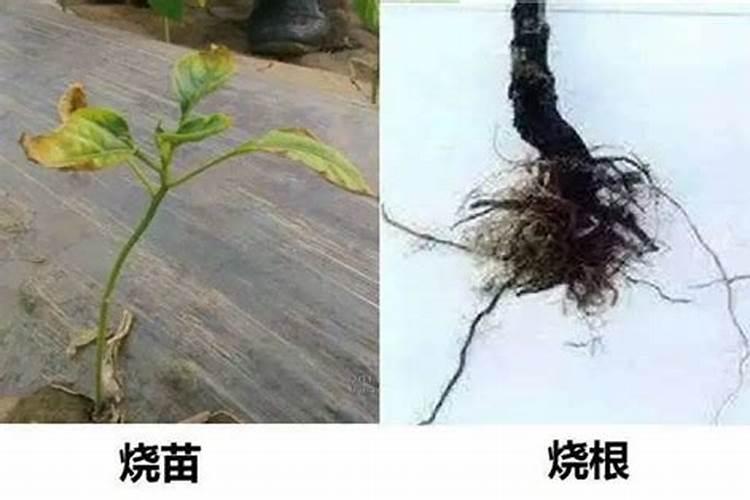 2025控释肥放多了会烧根吗？