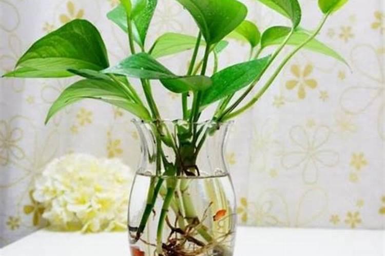 水培植物怎么施肥,掌握这几点选肥的原则,不黄叶不烂根长得快？