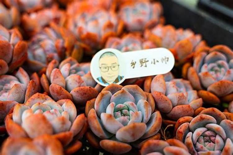 种多肉用控释肥和缓释肥哪个好些水果黄瓜？