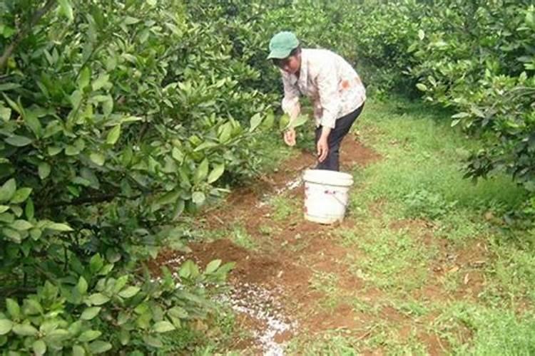 果树秋季追肥用菌肥搭配大量元素水溶肥可以吗？