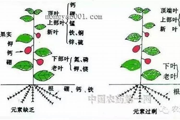 氮磷钾肥分别有什么作用