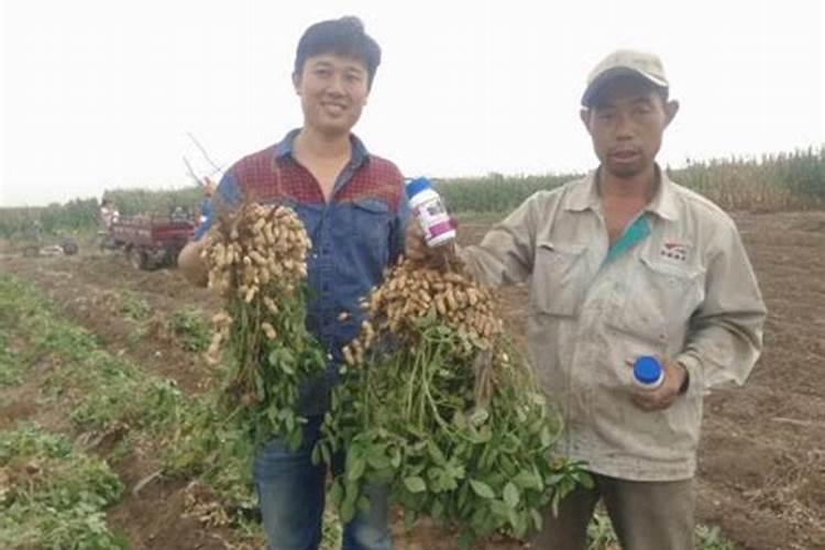 花生可以用控释肥吗？
