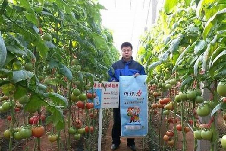 红糖叶面肥一喷雾器用多少克红糖
