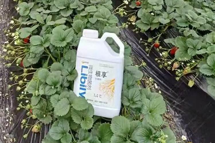 2025微生物菌剂怎么使用？
