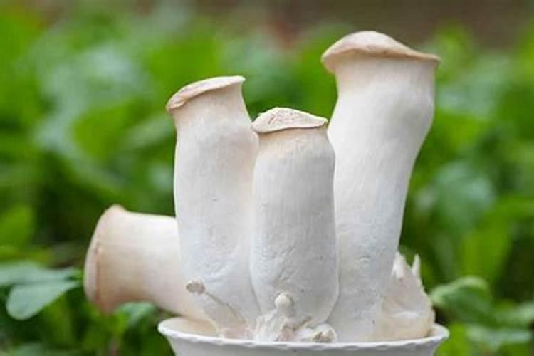 杏鲍菇微生物肥料分为哪几类类型的农药？