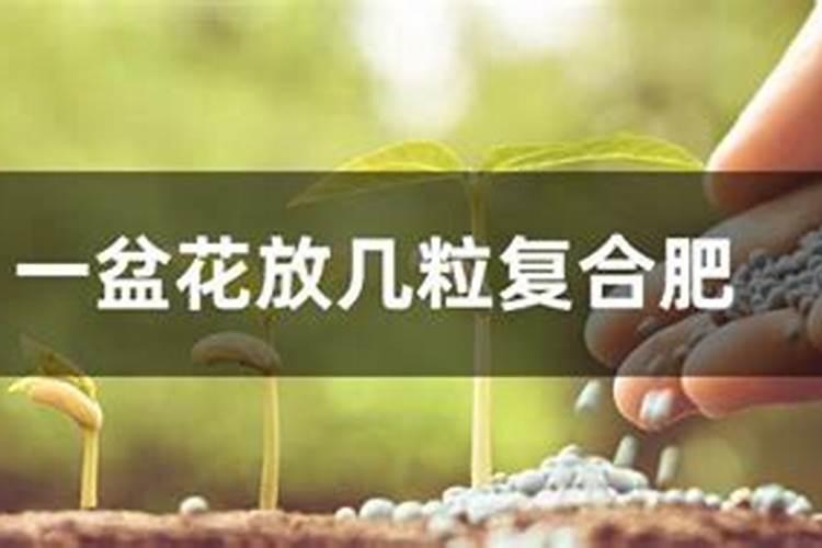 一盆花放几粒复合肥
