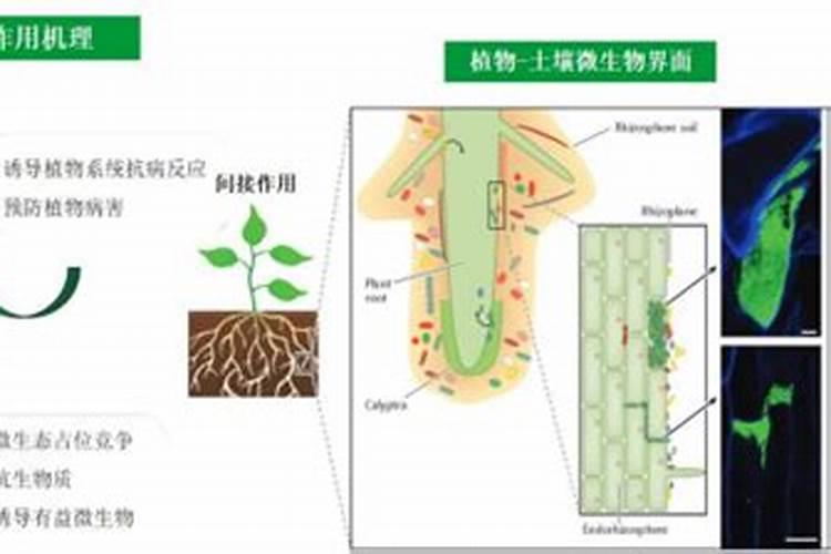 以色列微生物肥料原理及应用