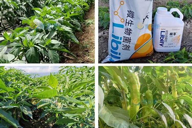 水溶肥厂家直销种植基地有哪些？