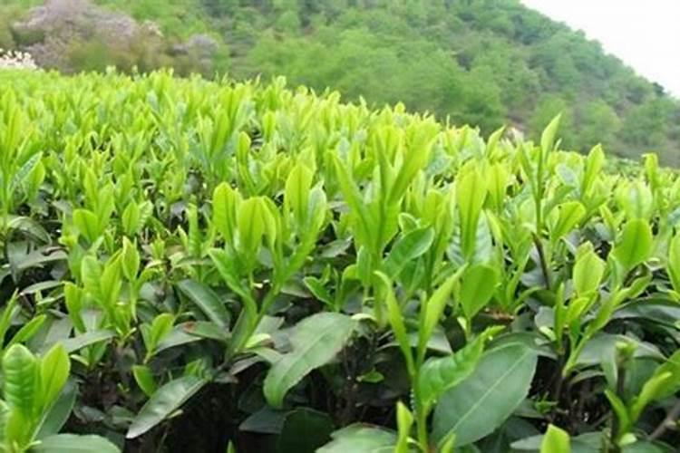 山东省青州市适合种植茶叶吗？