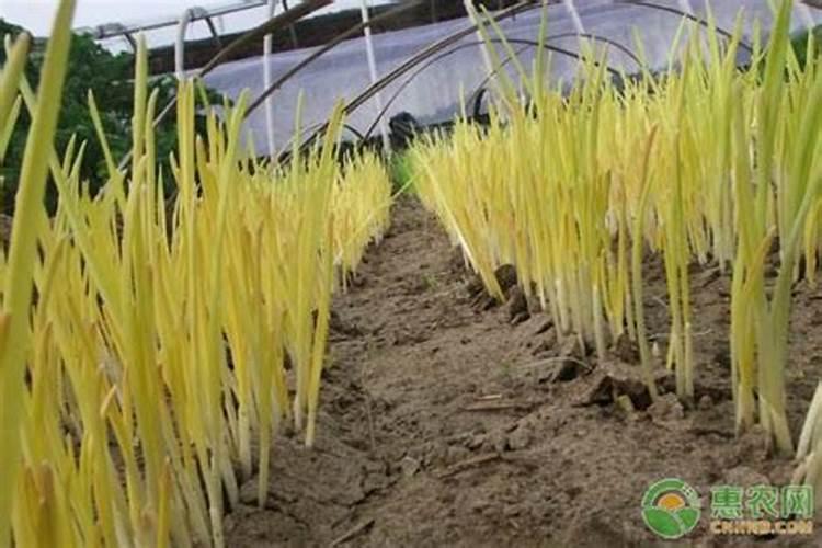 我想种植蒜黄,现在绵阳蒜黄市场怎么样？