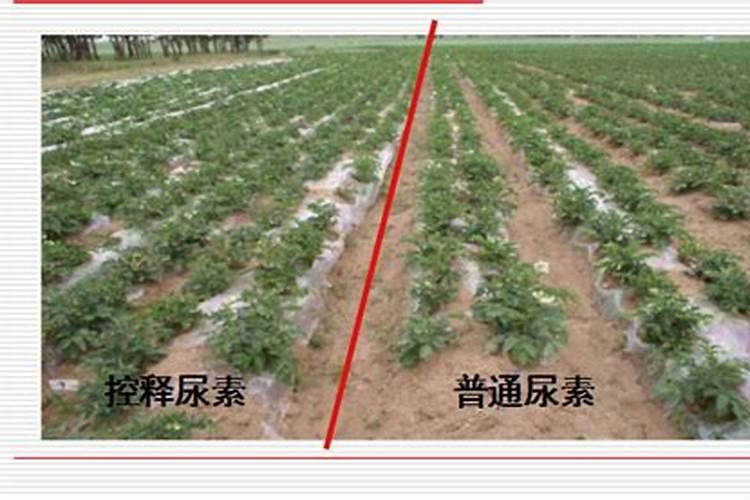 岑溪红叶李控释肥多久开始融化？