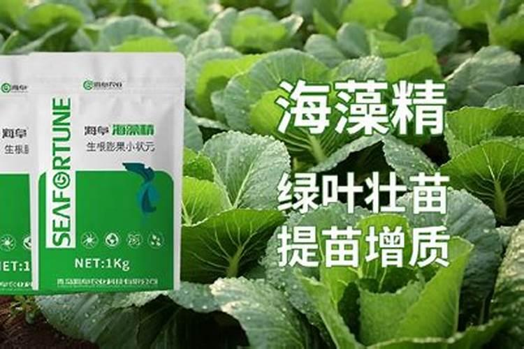 海藻素和海藻酸的区别