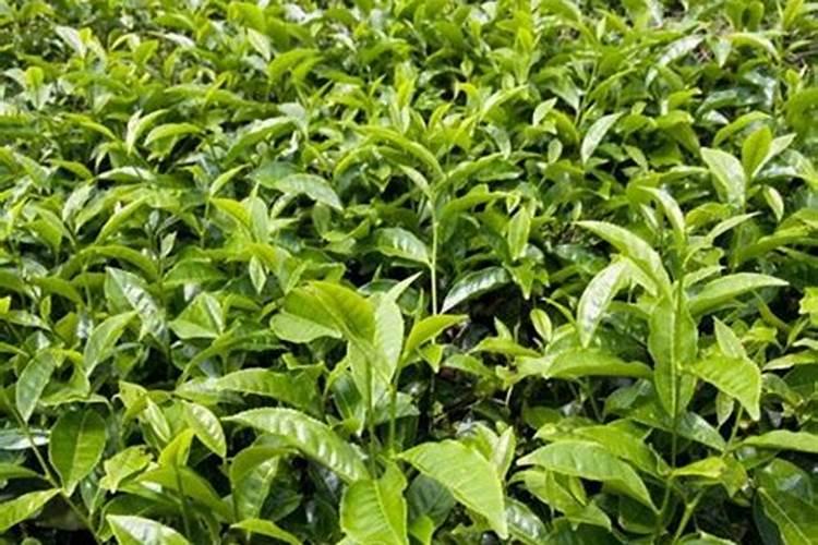 茶叶用什么肥料好